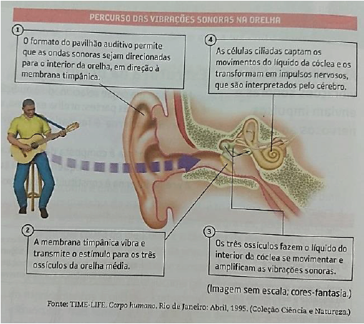 Esquema de formação do som no ouvido humano