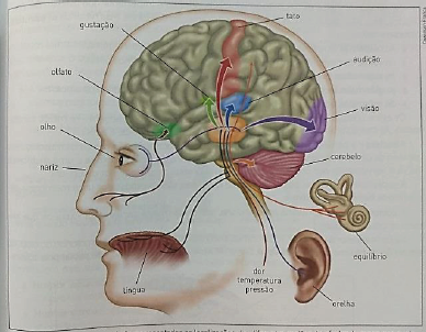  Ligação de cada sentido com a região cerebral