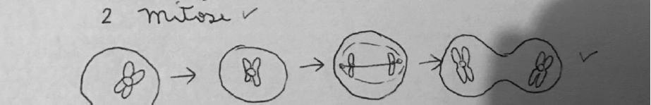UR 2.1 nome do processo e desenho das fases.