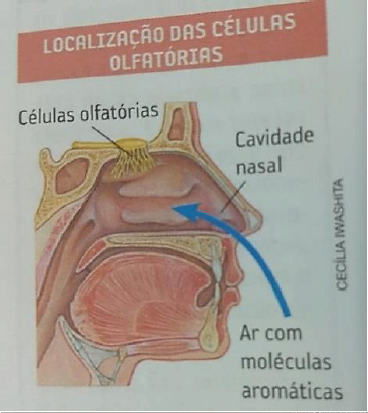 Percurso das partículas olfativas pelo nariz