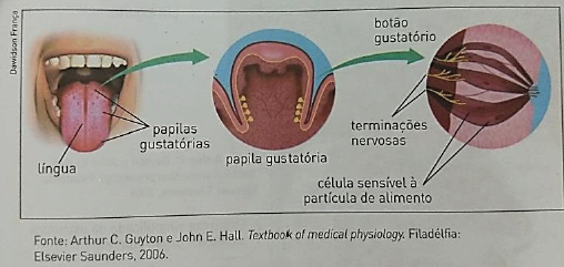 Detalhes a respeito de cada órgão e função