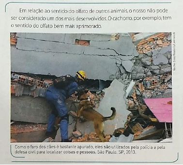Cão farejador na busca de vítimas em desastres
