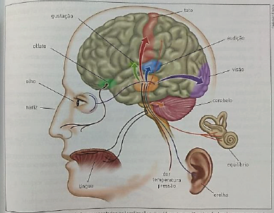 Ligação de cada sentido com a região cerebral